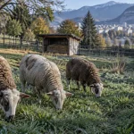 Sept agnelles Grivettes rejoignent le troupeau municipal de Grenoble