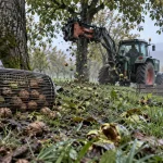 À Saint-Hilaire-du-Rosier, les étapes de la récolte des Noix de Grenoble